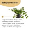 Bacopa monnieri