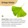 Ginkgo biloba
