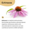 Echinacea