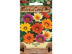 43763 gazanie mix moravoseed