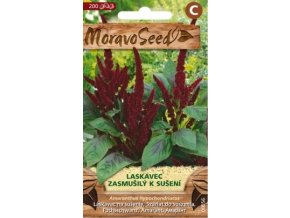 47801 laskavec zasmusily moravoseed