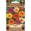 43763 gazanie mix moravoseed