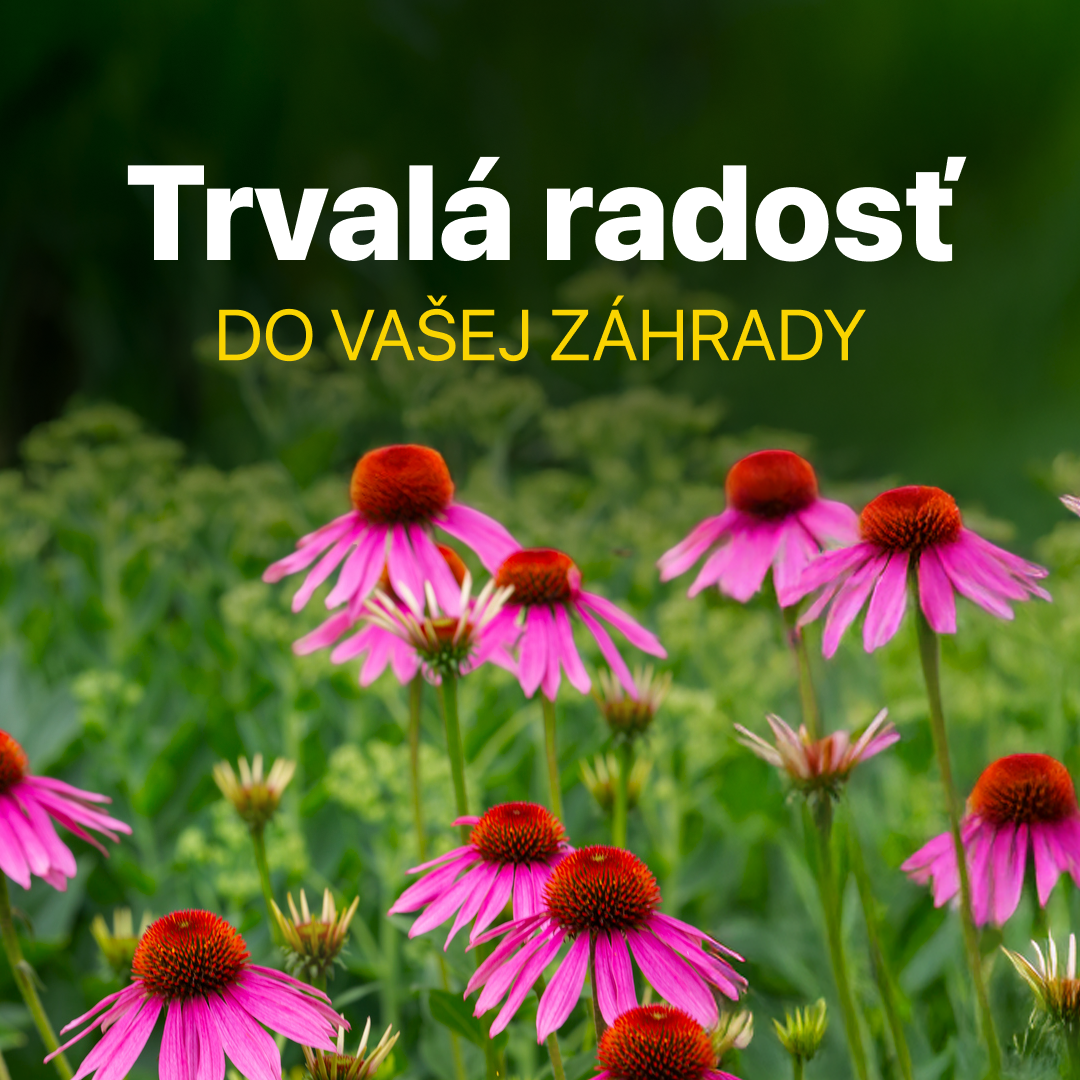 Trvalky