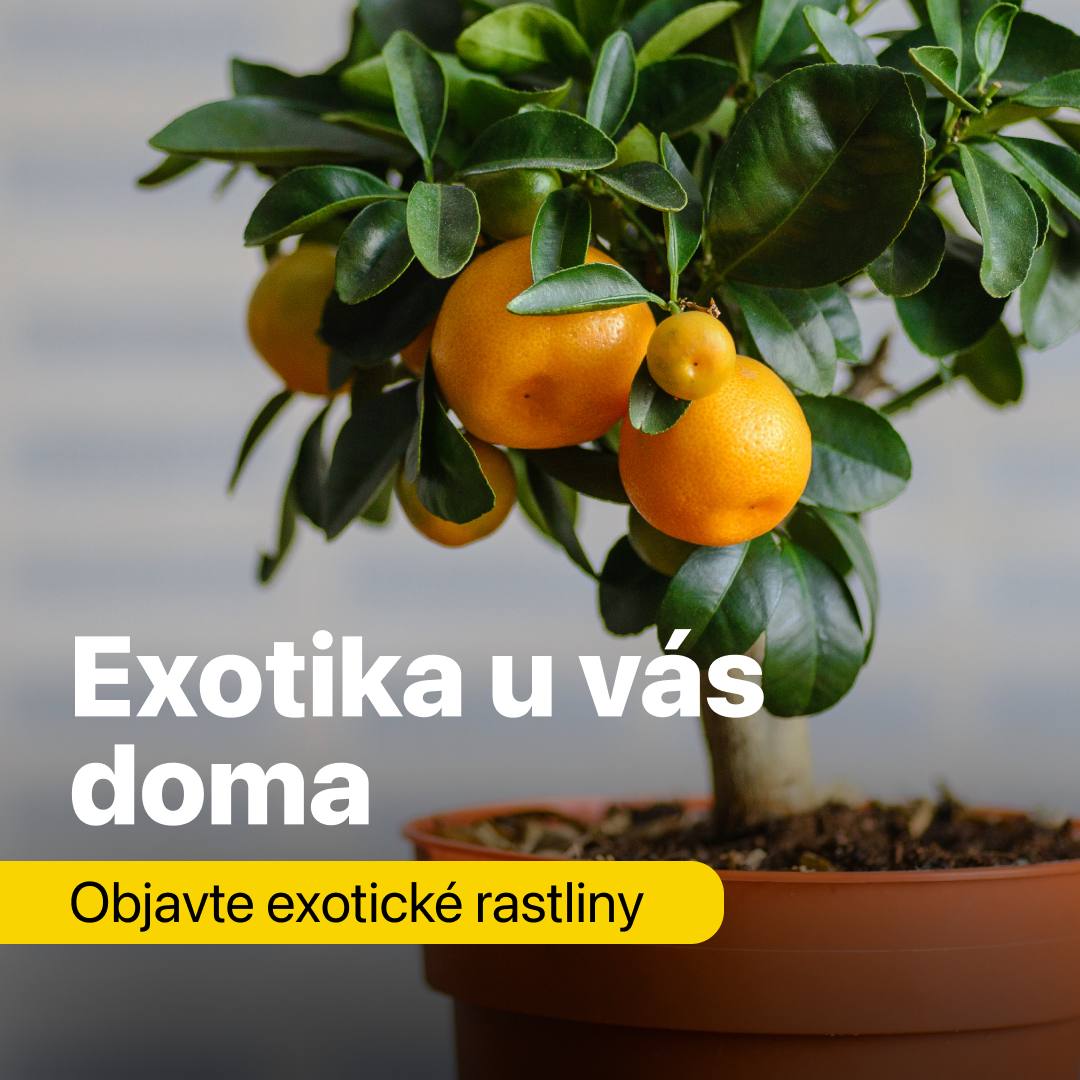 Exotické rastliny