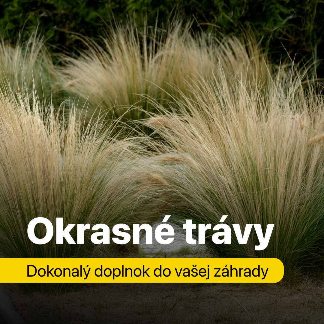 Okrasné trávy