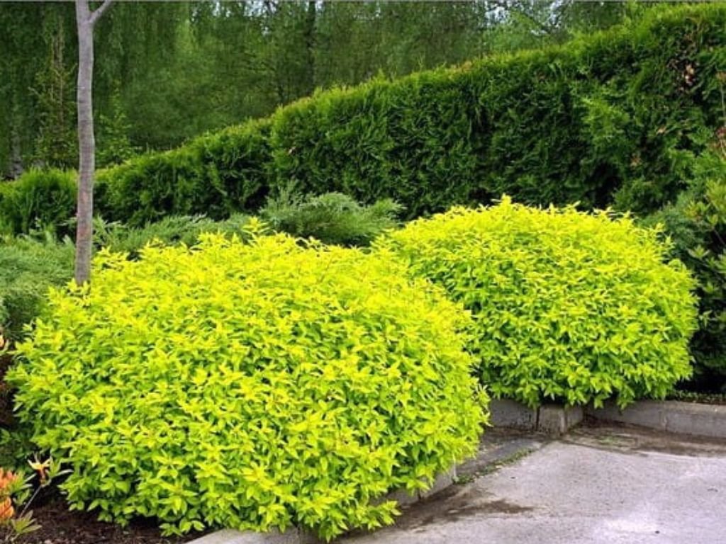 Živý plot od A po Z: Kompletný sprievodca výberom, výsadbou a starostlivosťou