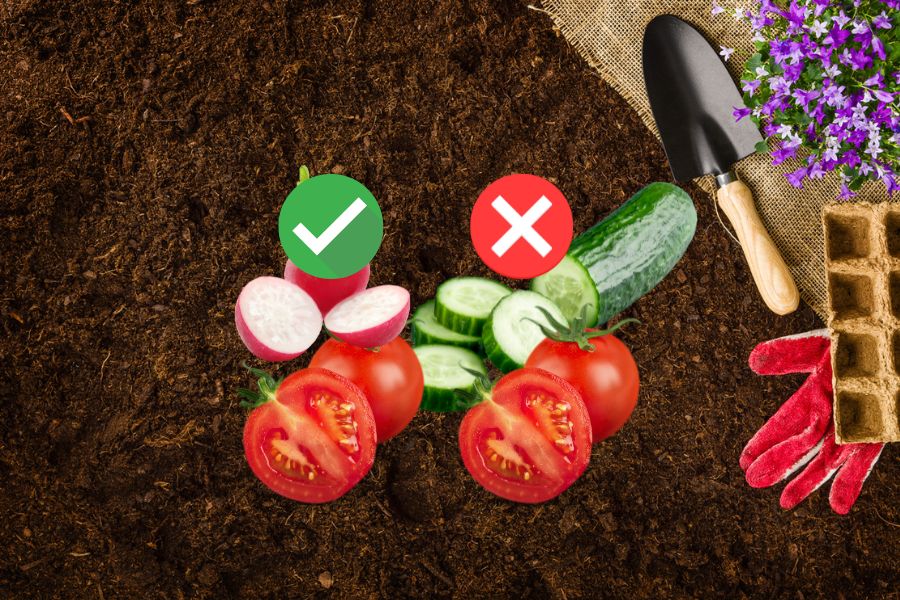 Čo s čím sadiť: tipy pre zeleninovú záhradu