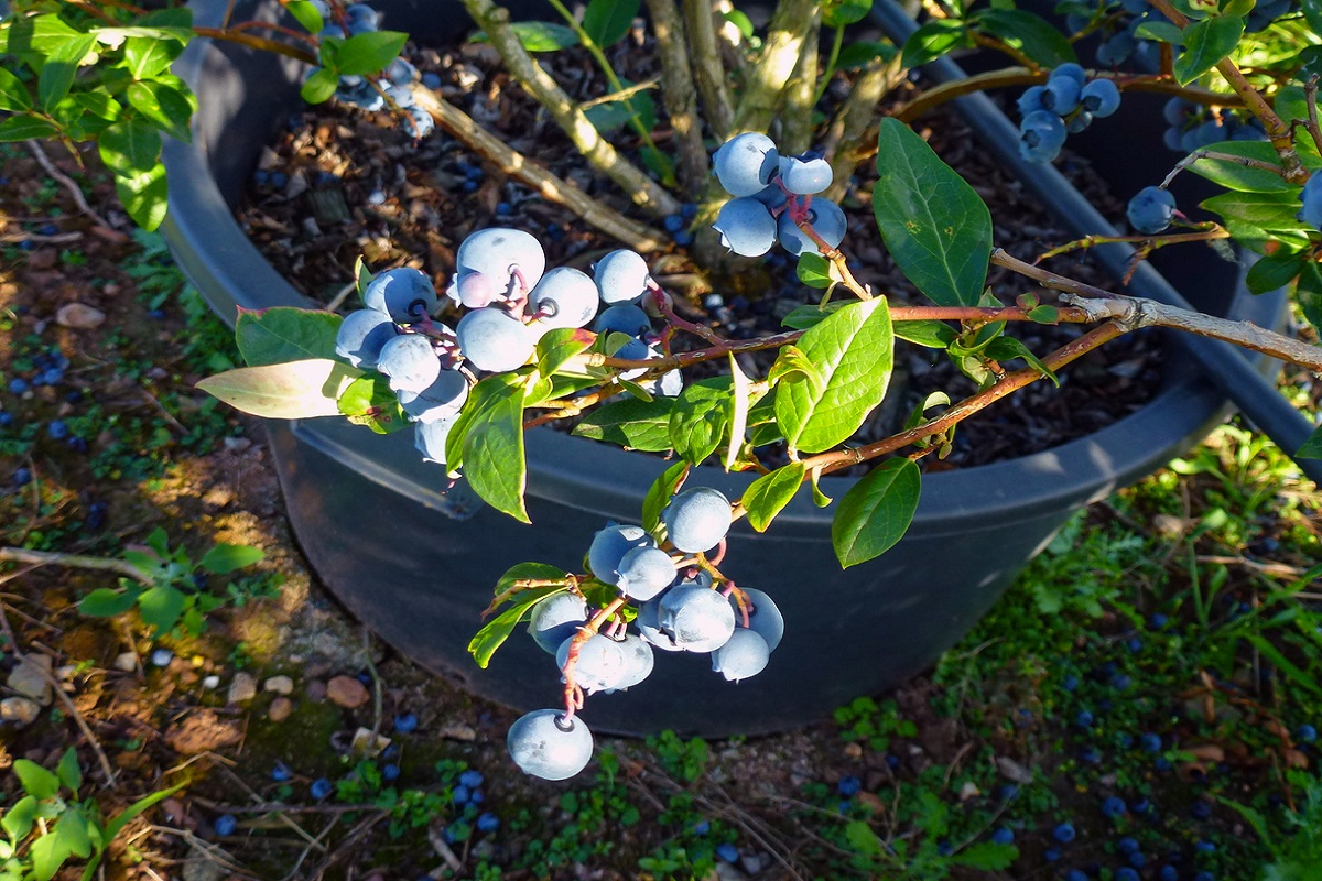 Ako a kedy sadiť čučoriedky