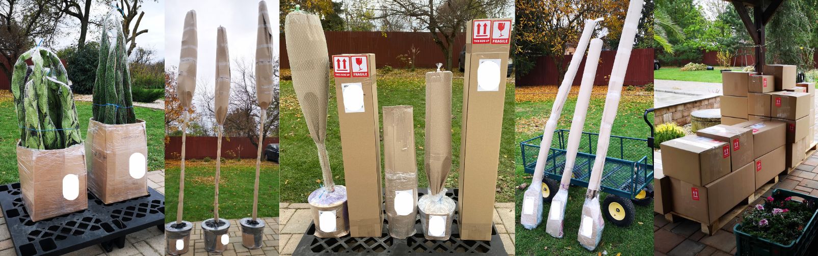 Balenie rastlín pre našich zákazníkov v záhradnom centre Dučplant