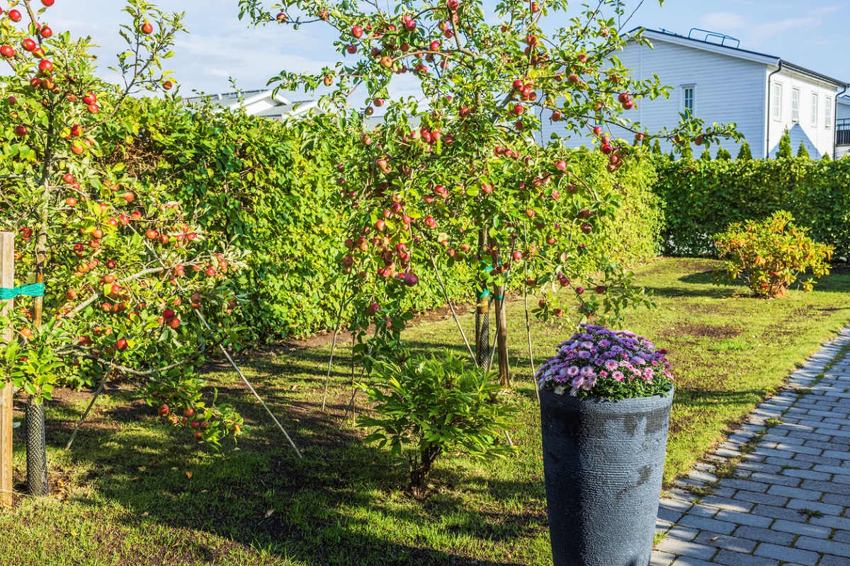 Ako založiť malý ovocný sad: rozostupy, podpníky a výber odrôd