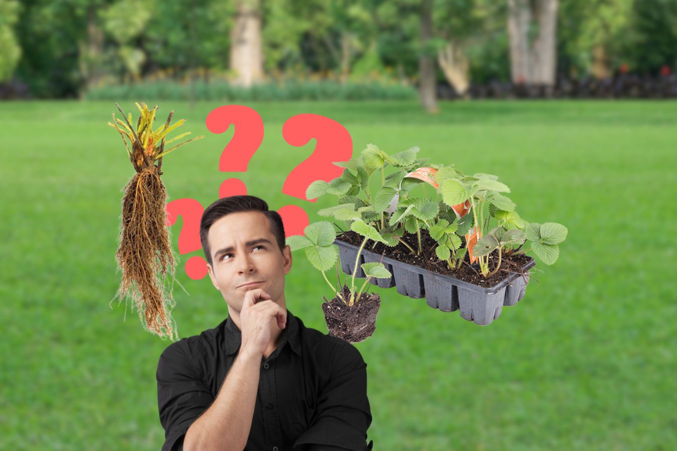 Aký je rozdiel medzi frigo a klasickými sadenicami jahôd?