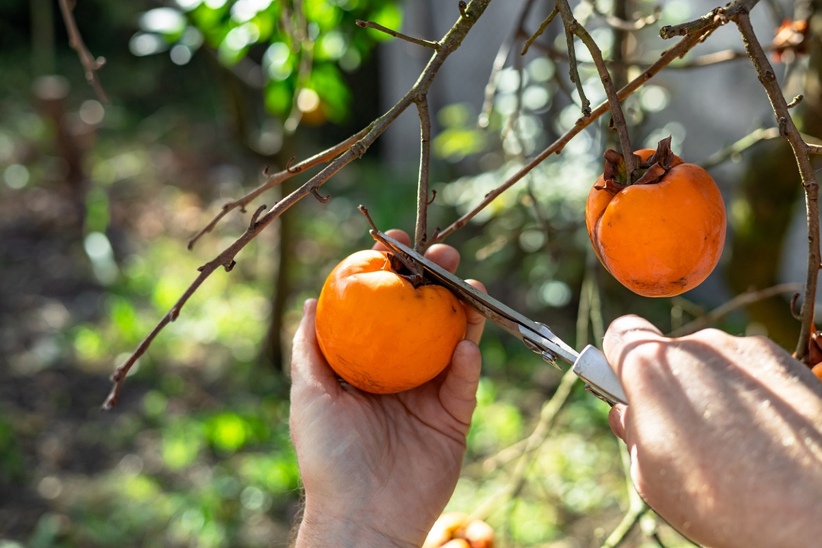 Hurmikaki v slovenskej záhrade: výsadba, mráz, úroda a najčastejšie chyby
