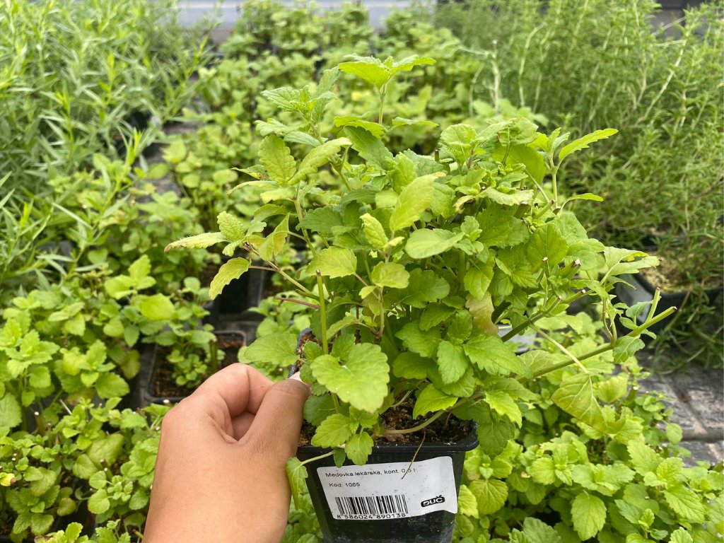 Jarné bylinky pre každého: Jednoduché pestovanie a využitie v kuchyni