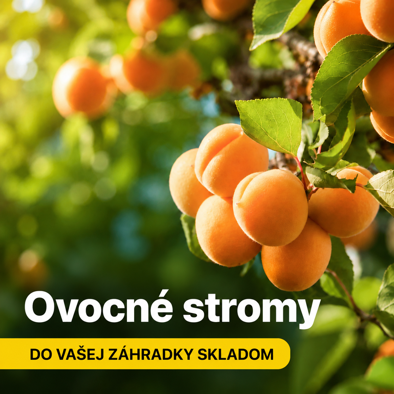Ovocné stromy