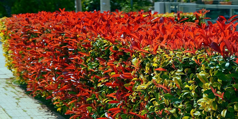 Prečo si vybrať červienku Fraserovu Red Robin do svojej záhrady?