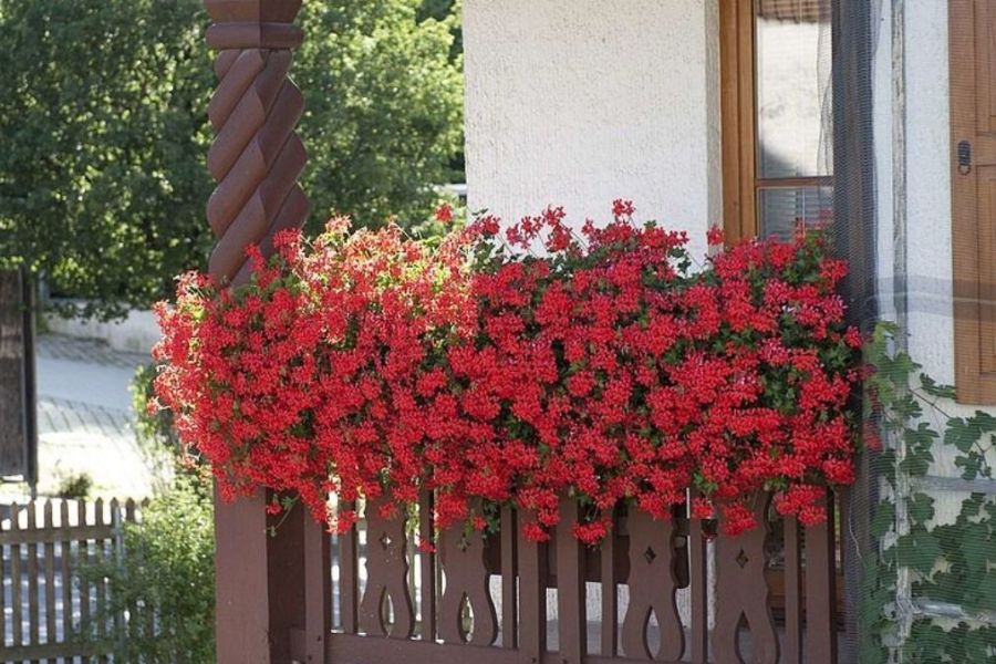 Slnečný balkón plný farieb: Najlepšie letničky pre váš južný raj
