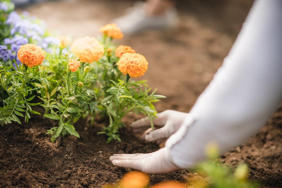 Trvalky do jarnej záhrady: Výber, výsadba a starostlivosť