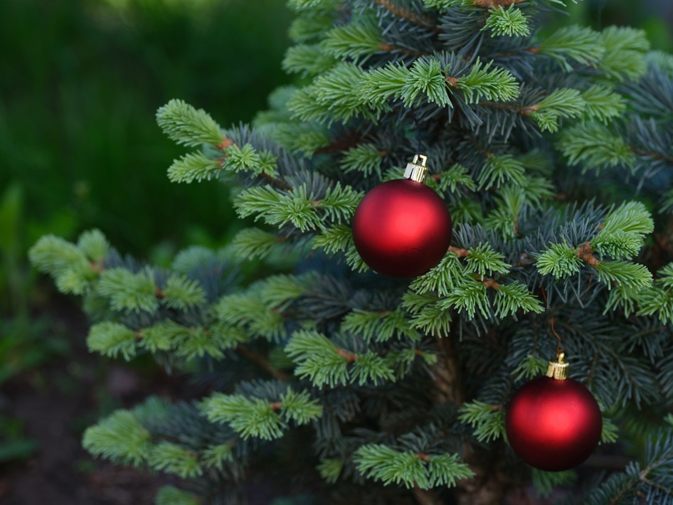 Vianočný stromček: Viac než len tradícia. História, druhy a tipy, ako ho udržať krásny až do Troch kráľov