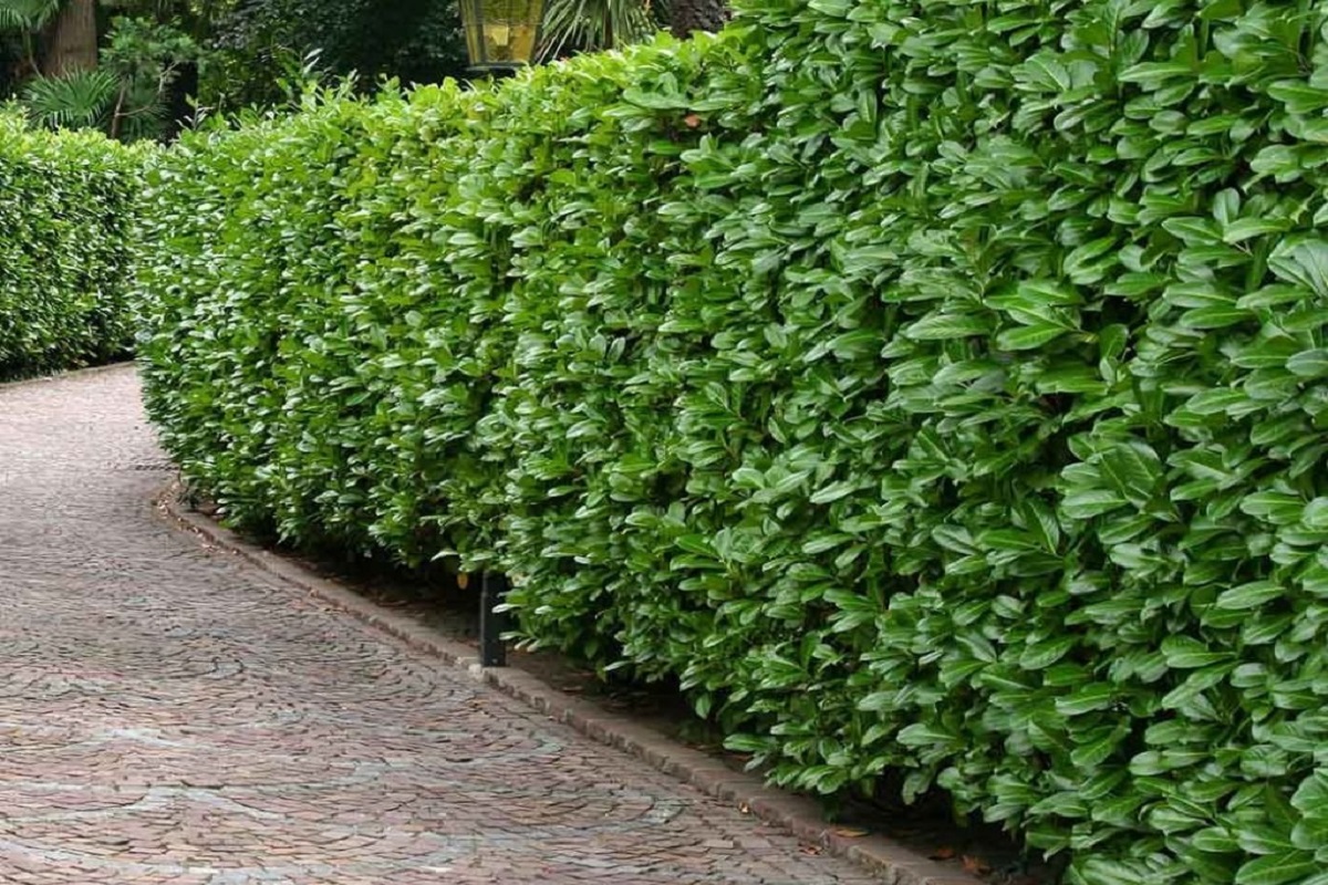 Záhradný hit: Vavrínovec – zelený ochranca každej záhrady