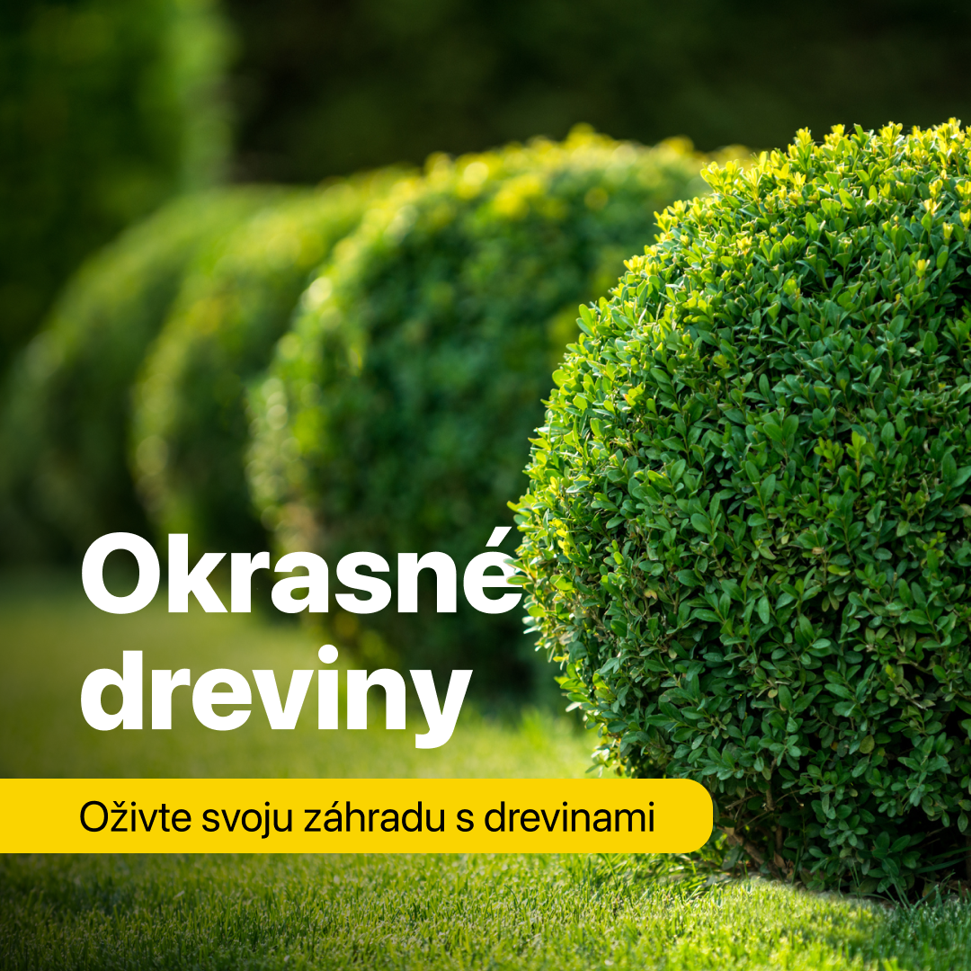 Okrasné dreviny