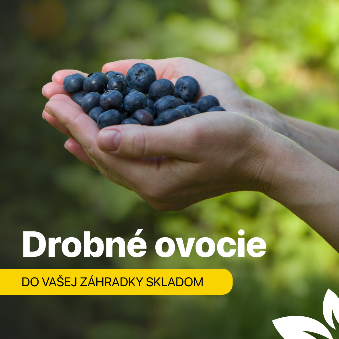Drobné ovocie
