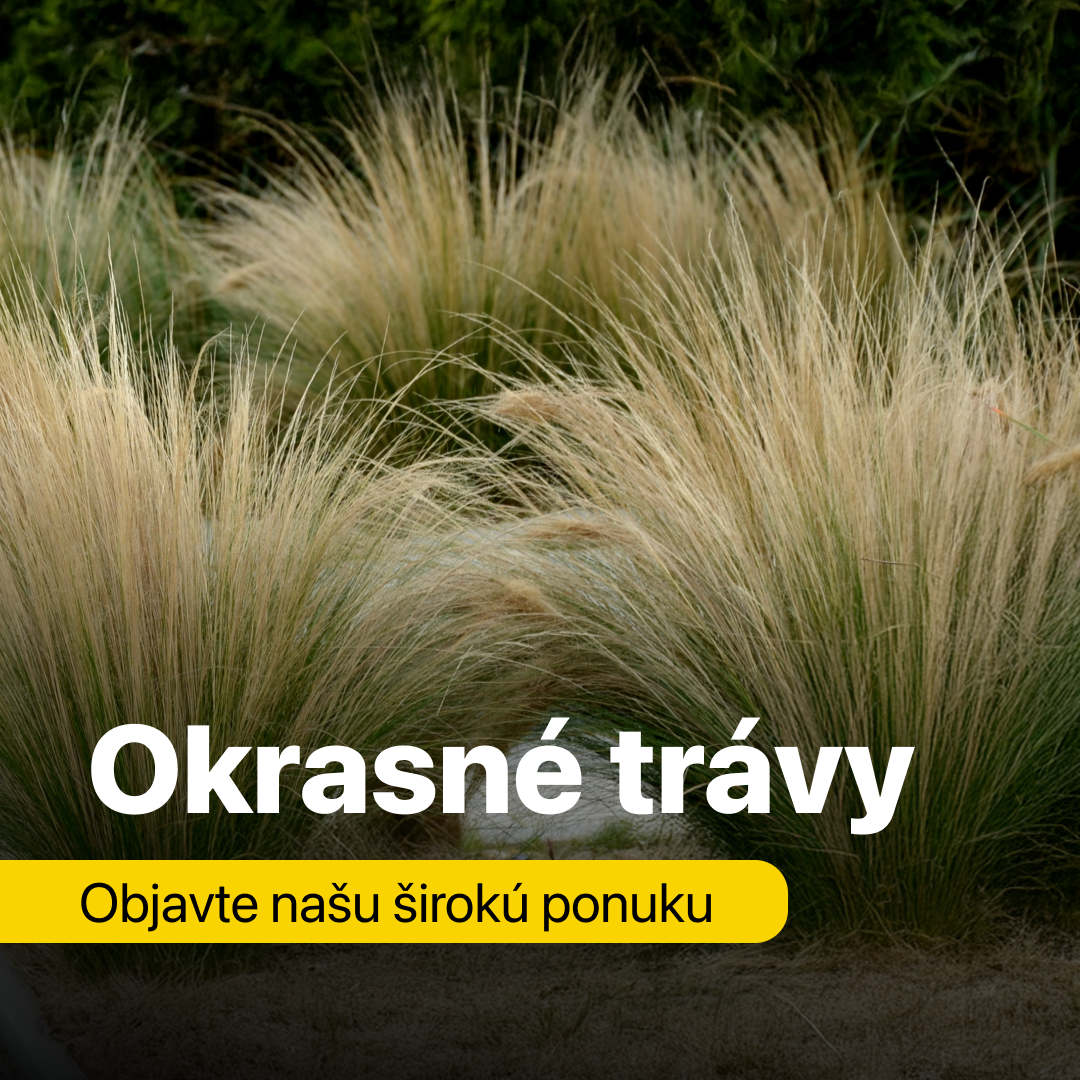 Okrasné trávy