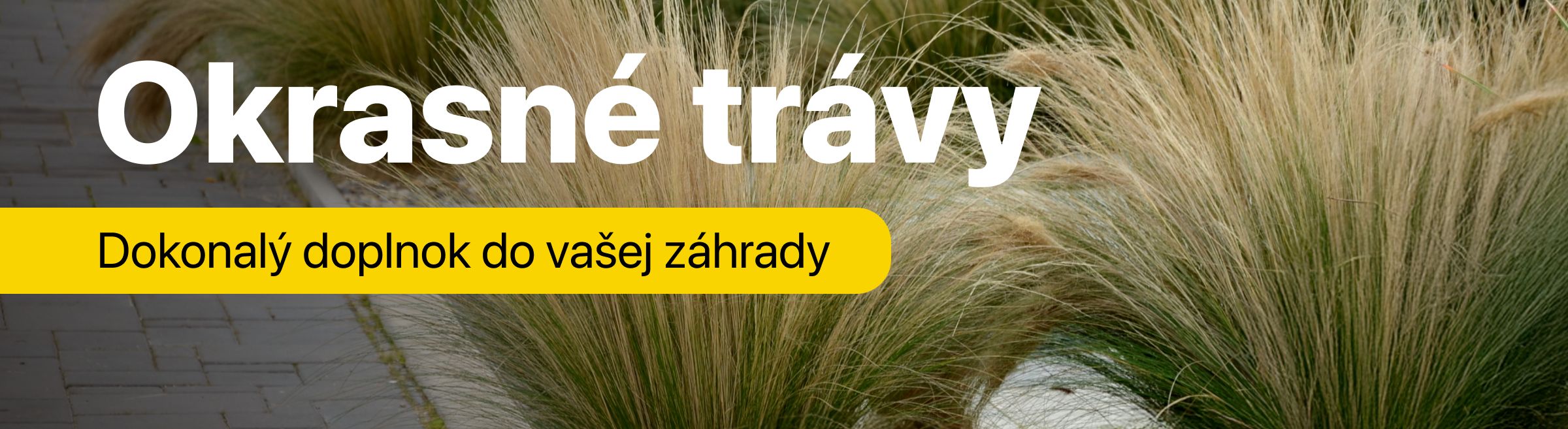 Okrasné trávy
