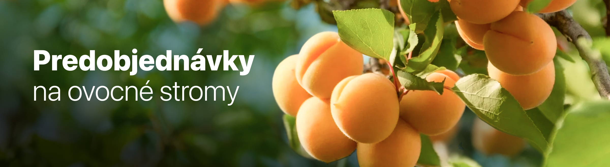 Ovocné stromy predobjednávky