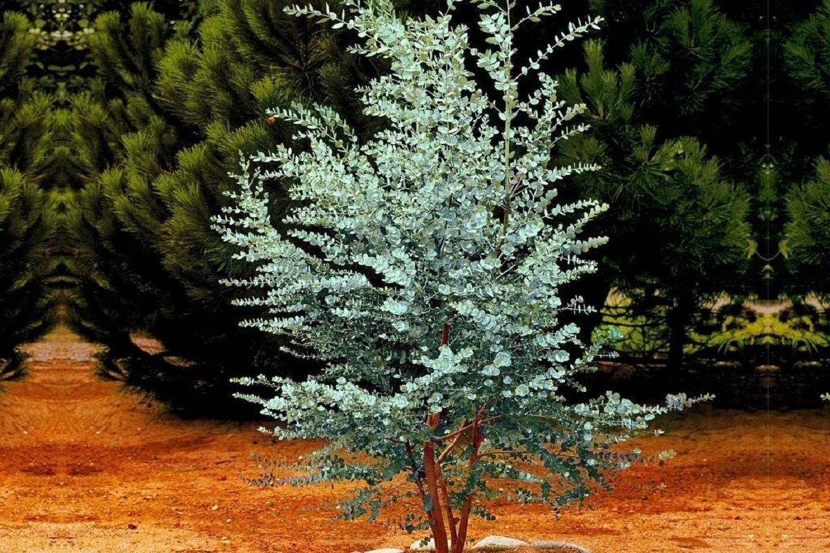 eukalyptus