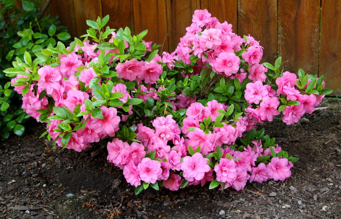 rododendrony a azalky