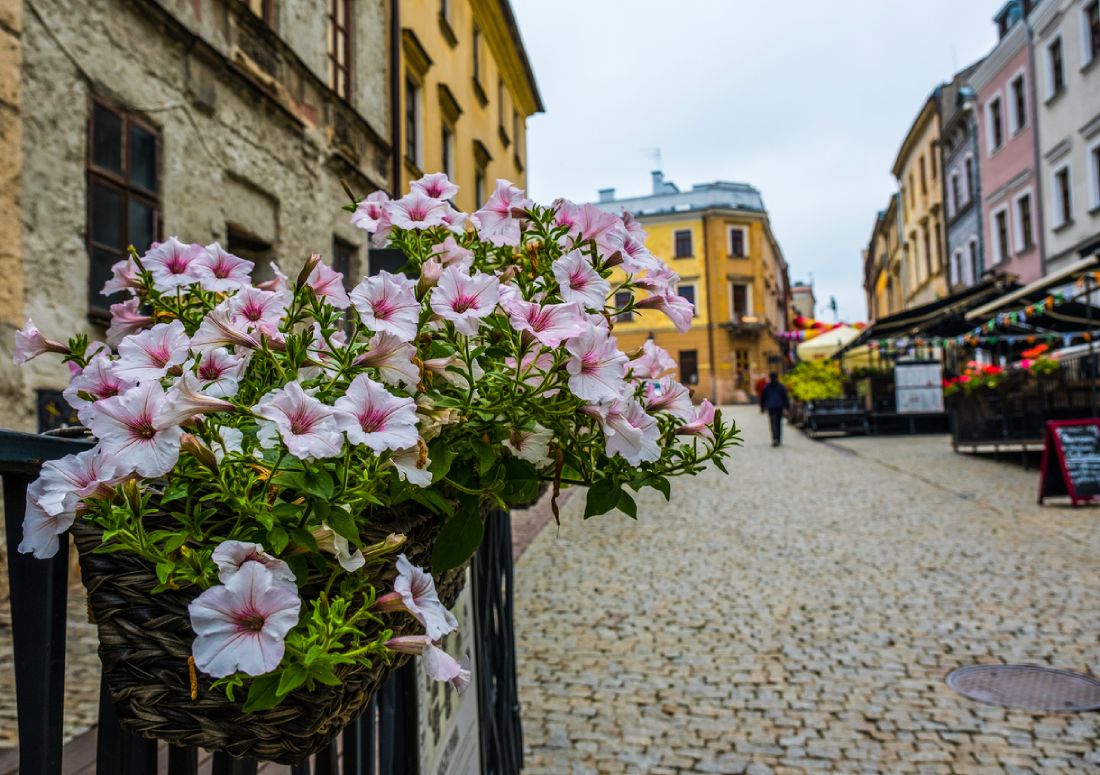  biele surfinie na námestí