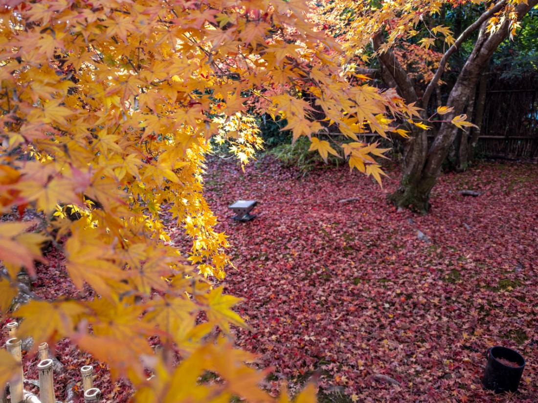 japonský javor Orange Dream