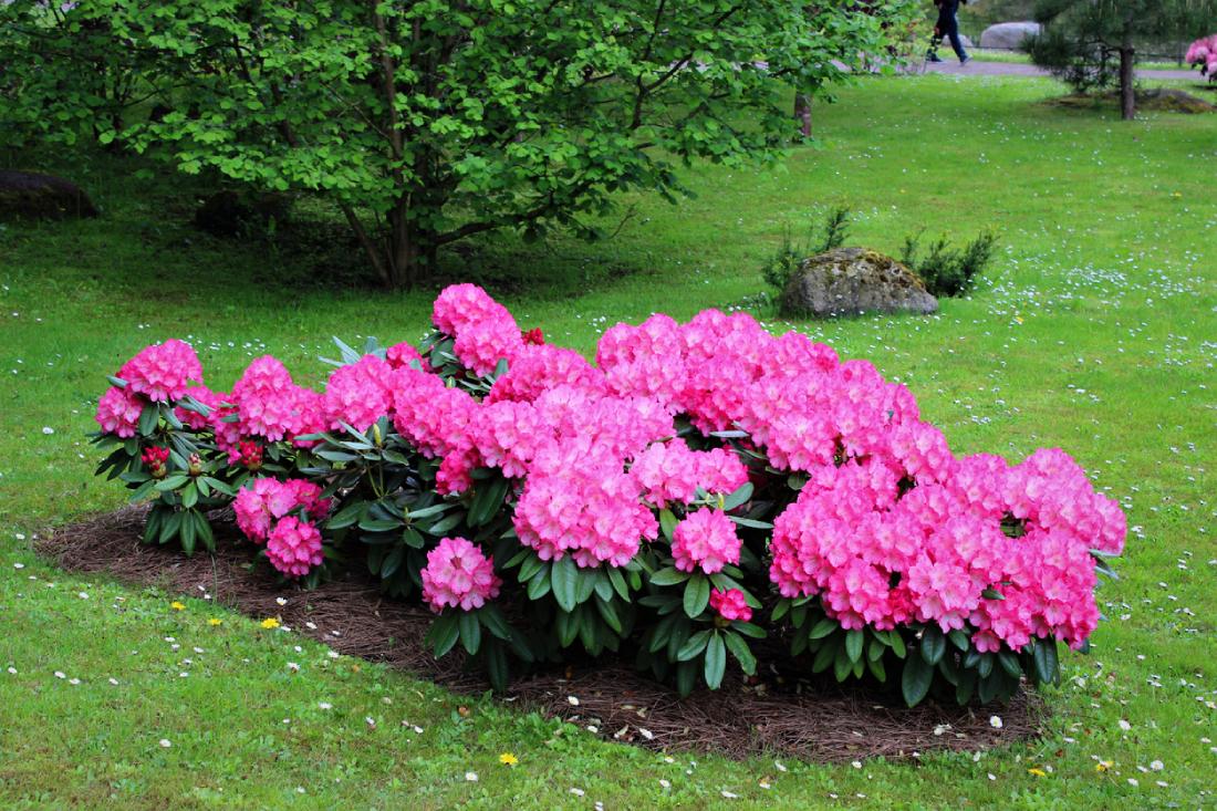 ker azaliek a rododendronov