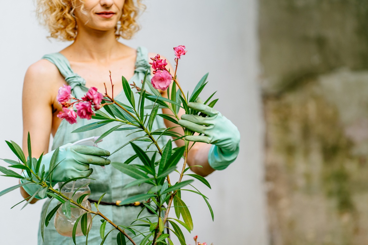 zavlažovanie oleander