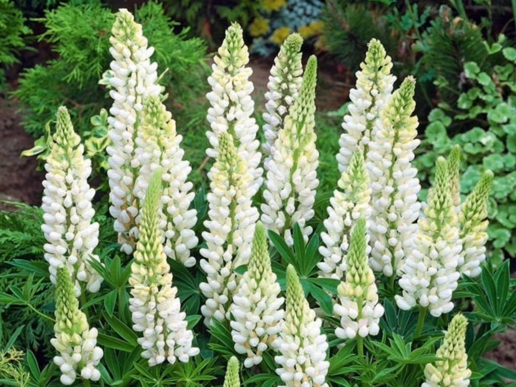 Trvalky Lupina mnoholistá White