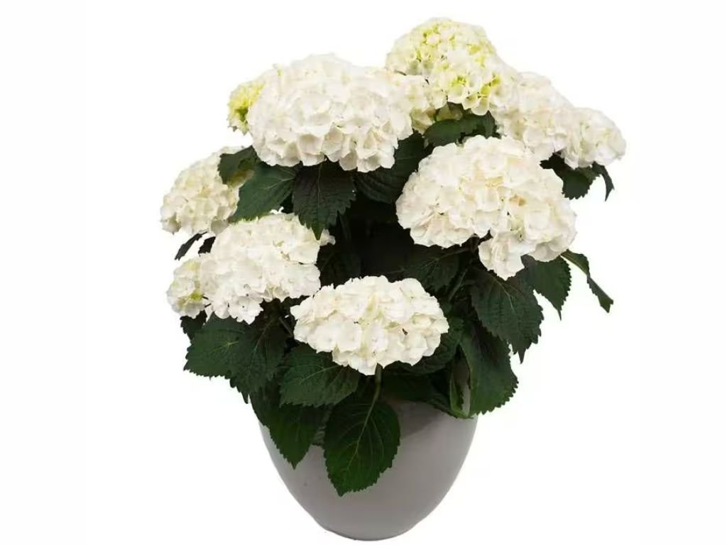 Hortenzia kalinolistá 'Crystal Palace'