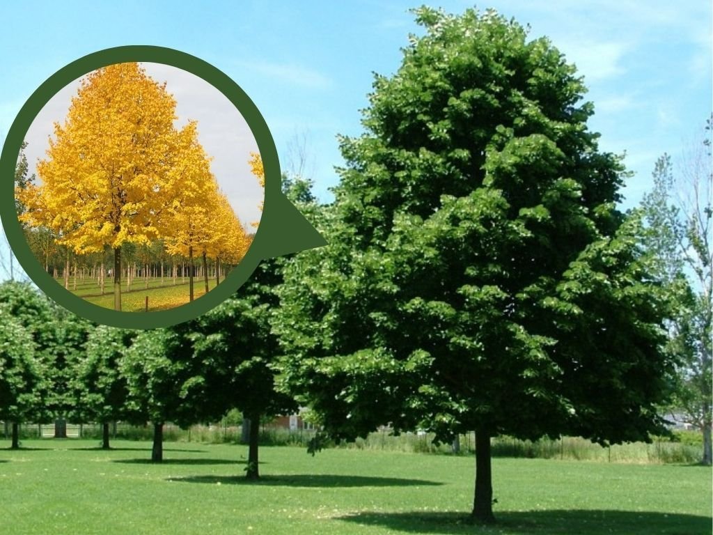 Lipa malolistá Greenspire na kmienku 250-300cm, obvod kmeňa 10-12cm, kont. 30 l