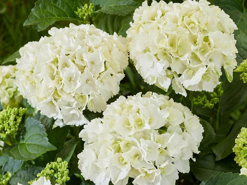 Okrasné kry Hortenzia kalinolistá Hy pe Original MopHead White cca 30cm(1)