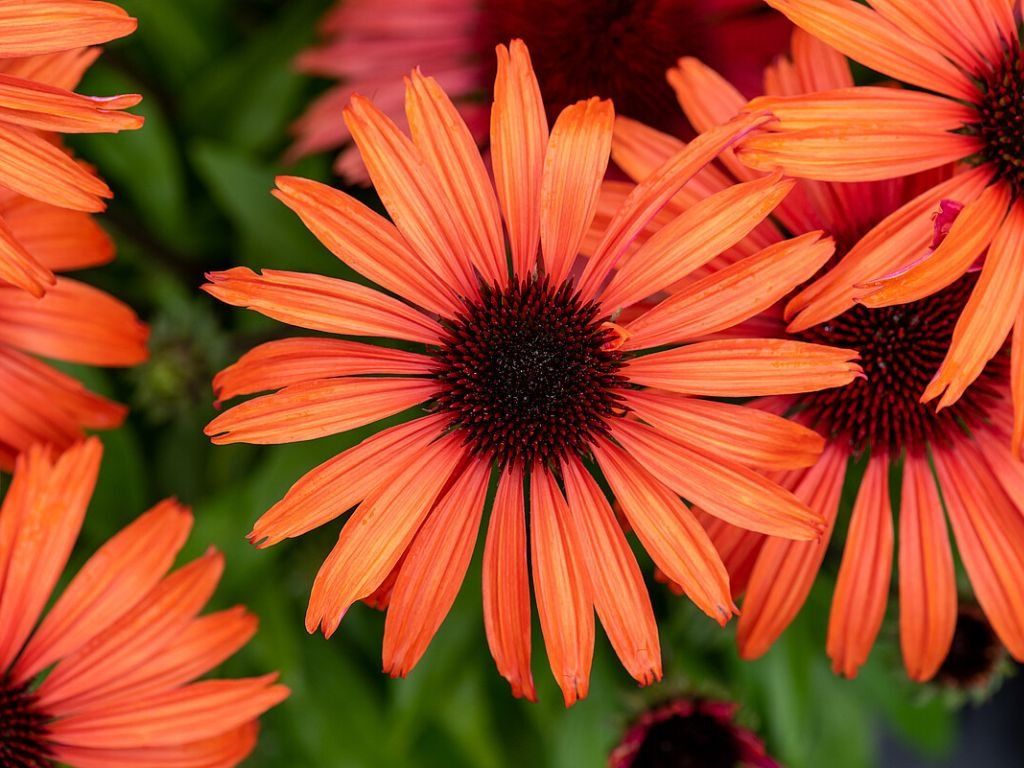 Trvalky Echinacea purpurová SunMagic Vintage Orange (2)