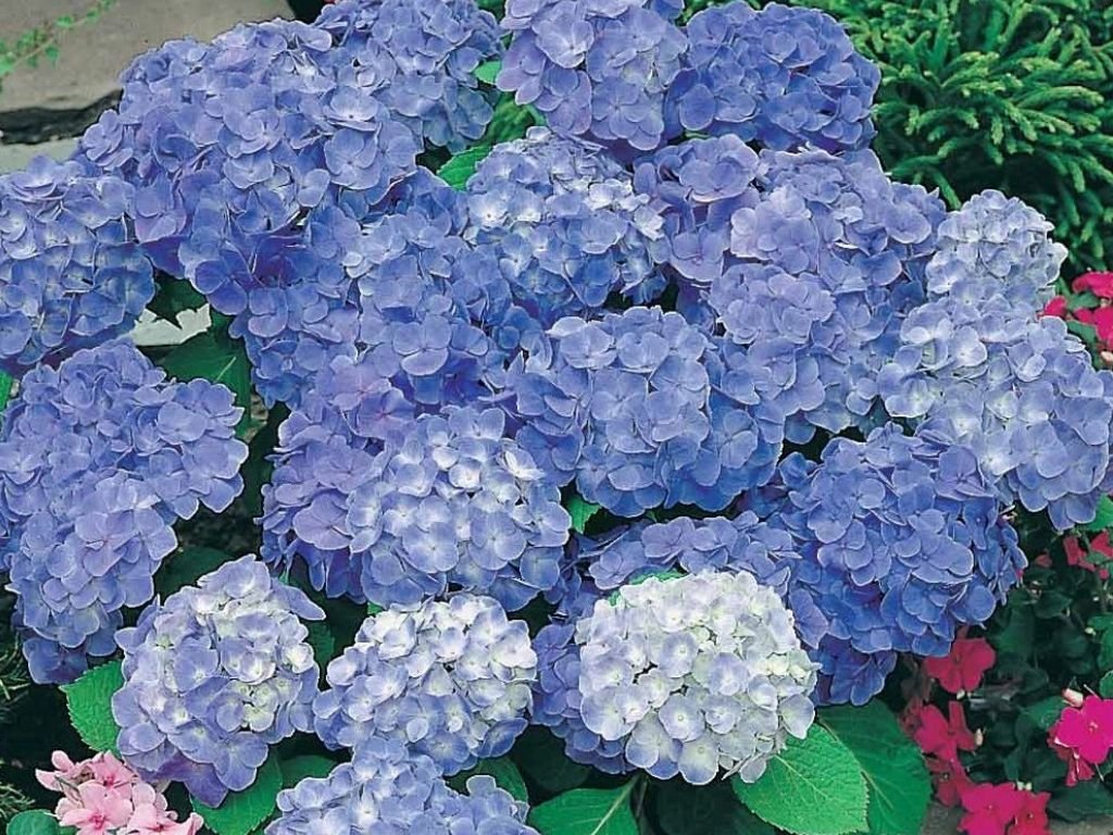 Hortenzia kalinolistá modra(1)