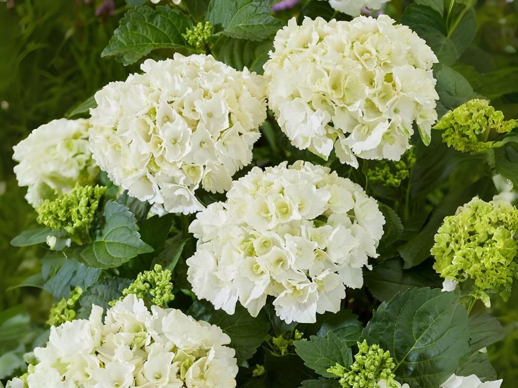 Hortenzia kalinolistá biela