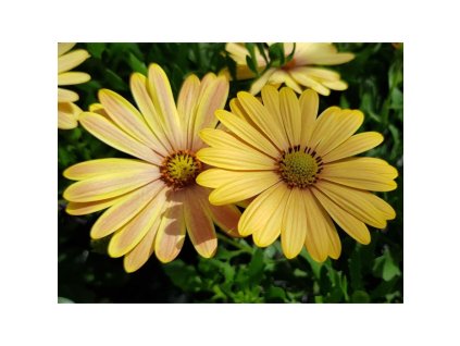 osteospermum cape daisy magic sunrise