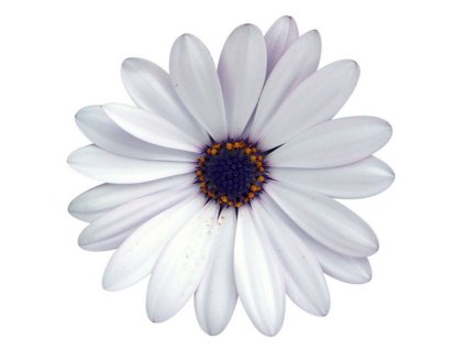 Dizajn bez názvu(175)