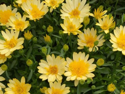 Dizajn bez názvu(183)