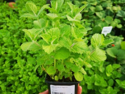 Bylinky Mäta jablková Apple Mint(1)