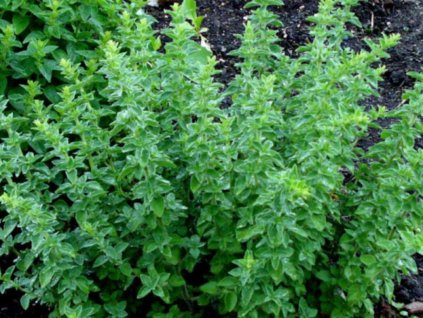 Bylinky Pamajorán obyčajný Oregano(1)