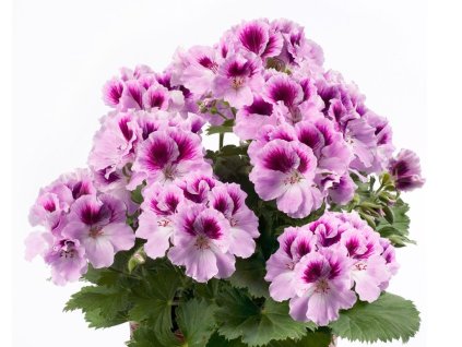 Dizajn bez názvu(317)