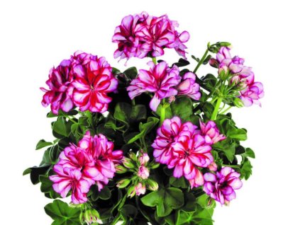 Dizajn bez názvu(300)