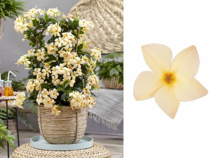 Letničky a balkónové kvety Mandevila Sundaville Classic Mimi Yellow