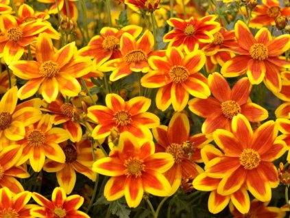 Dizajn bez názvu(272)